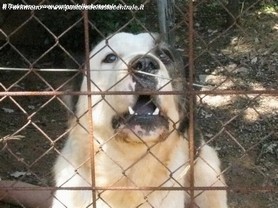Dahar nel lavoro di guardia